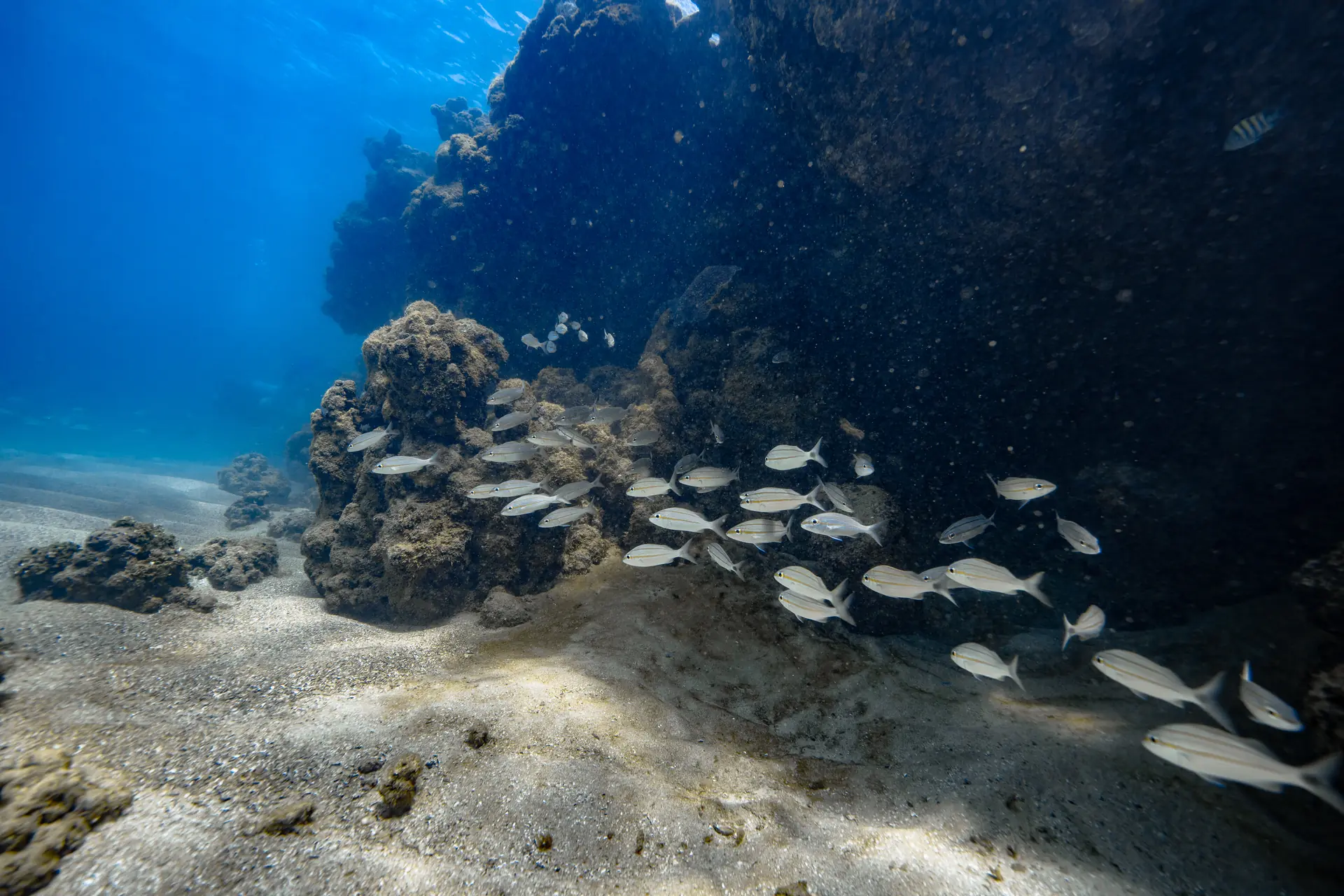 Cardume de peixes nadando junto a um recife de coral