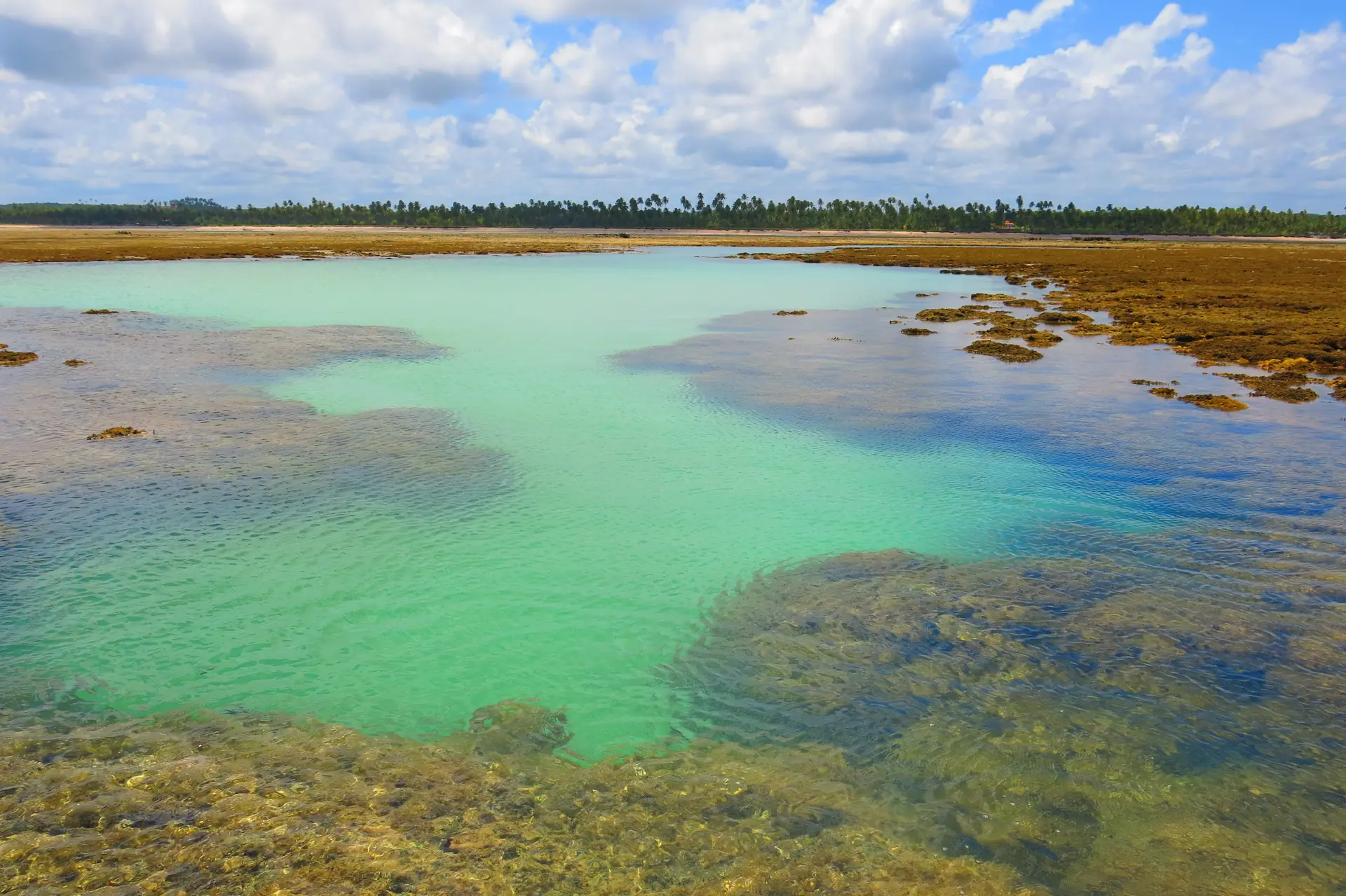 Piscinas naturais formadas pelos recifes de coral na APA Costa dos Corais, vistas na maré baixa